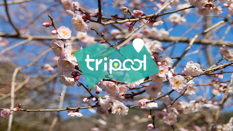 tripool旅步